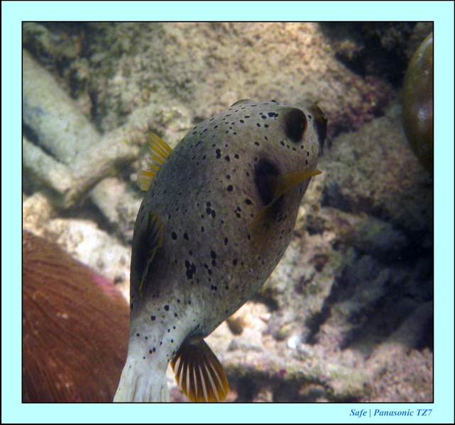 2011 - 03 - Koh Ngai 129